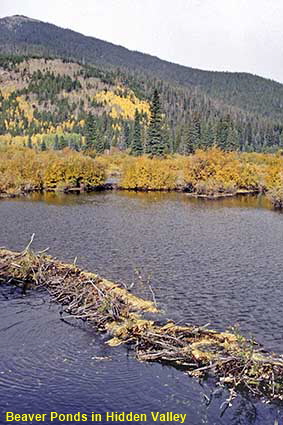  Beaver Ponds in Hidden Valley, Rocky Mountain National Park, CO, USA
