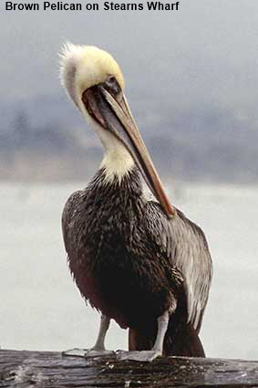  Pelican on Stearns Wharf, Santa Barbara, CA, USA