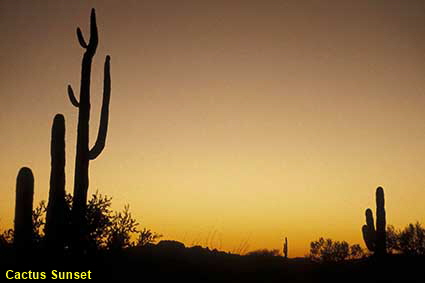  Sunset over Organ Pipe Cactus National Monument, AZ, USA
