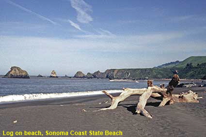  Log on beach, Sonoma Coast State Beach, CA, USA