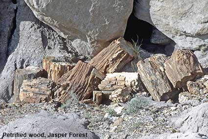 Petrified wood, Jasper Forest, Petrified Forest National Park, AZ, USA