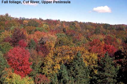Fall foliage, Cut River, MI, USA Fall foliage, Cut River, MI, USA