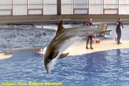 Dolphin Show, National Aquarium, Baltimore, MD, USA Dolphin Show, National Aquarium, Baltimore, MD, USA