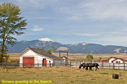  Horses grazing at Grant-Kohrs Ranch , MT, USA