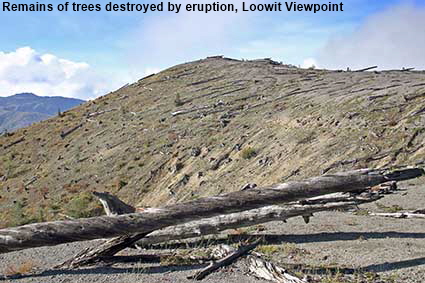 Remains of trees destroyed by eruption, Loowit Viewpoint, Mount St Helens National Volcanic Monument, WA, USA Remains of trees destroyed by eruption, Loowit Viewpoint, Mount St Helens National Volcanic Monument, WA, USA