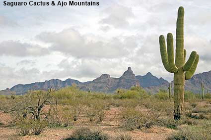  Saguaro cactus & Ajo Mountains, Organ Pipe Cactus Natl Monument, AZ, USA
