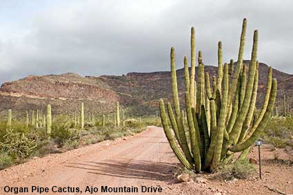  Organ Pipe Cactus, Ajo Mountain Drive, Organ Pipe Cactus Natl Monument, AZ, USA
