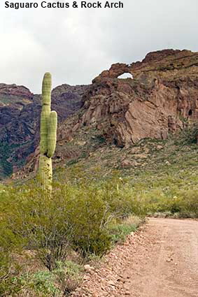  Sagauaro Cactus & Rock Arch, Ajo Mountain Drive, Organ Pipe Cactus Natl Monument, AZ, USA