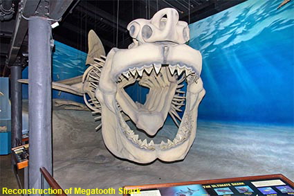 Reconstruction of Megatooth Shark, Calvert Marine Museum, Solomons, MD, USA