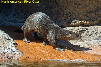 Otter, Calvert Marine Museum, Solomons, MD, USA