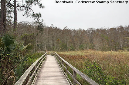 Boardwalk, Corkscrew Swamp Sanctuary, Naples, FL, USA