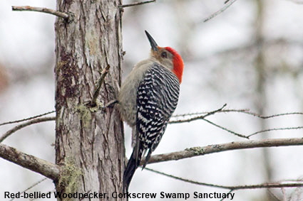 Red-bellied woodpeckerr, Corkscrew Swamp Sanctuary, Naples, FL, USA