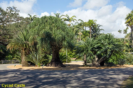 Cycad Circle, Fairchild Tropical Botanic Garden, Coral Gables, Miami, FL, USA