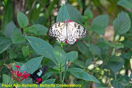 Paper Kite Butterfly, Butterfly Conservatory, Fairchild Tropical Botanic Garden, Coral Gables, Miami, FL, USA