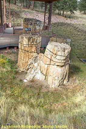 Fossilised Redwoods, Stump Shelter, Florissant Fossil Beds NM, CO, USA