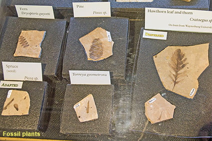 Fossil plants, Florissant Fossil Beds NM, CO, USA